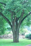 Image result for Beautiful Old Trees