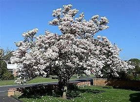Image result for pictures of star magnolia in full bloom
