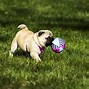 Image result for mops 