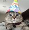 Image result for Birthday Cat