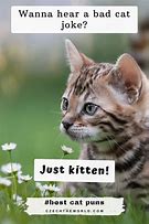 Image result for Cute Cat Puns
