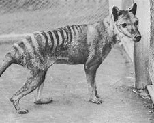 Image result for Tasmanian Tiger Pup