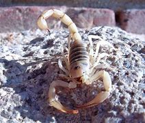 Image result for Desert Animals Scorpion