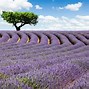 Image result for Lavender Fields France