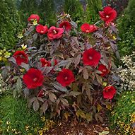Image result for Midnight Marvel Hardy Hibiscus