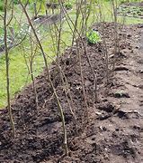 Image result for Pea Plant Supports