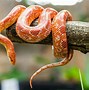 Image result for Interesting Snakes