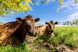 Image result for Public Domain Picture of Cow Chewing Cud
