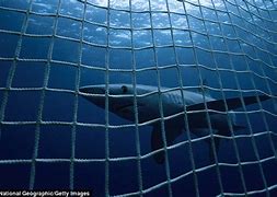 Image result for Shark Nets