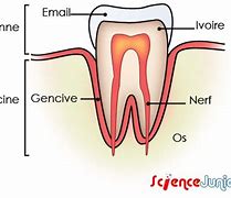 Image result for Anatomie Des Dents