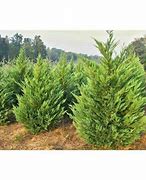 Image result for Leyland Cypress Tree, 4-5 Ft- America's Most Popular Privacy Tree | Evergreen Tree