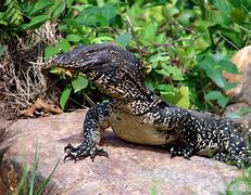 Image result for Water Monitor Teeth