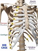 Image result for How Are Ribs Numbered