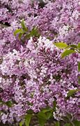Image result for Lilac Sunday Lilac