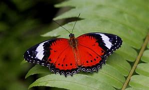 Image result for Australian Butterfly