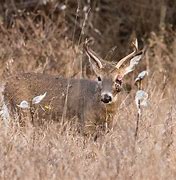 Image result for CWD and Warts On Deer