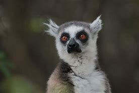 Image result for Madagascar State Animal