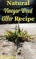 Image result for Natural Weed Killer Vinegar