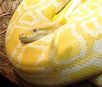 Image result for huge yellow snake