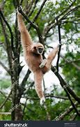 Image result for Monkey Hanging