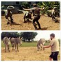 Image result for Chris Pratt in Jurassic Park Funny