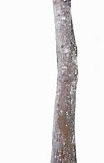 Image result for Cut Tree Trunk