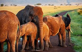 Image result for Afrika Elefant Bilder