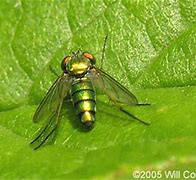 Image result for North Carolina invasive fly