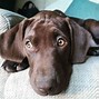 Image result for Lab/Pointer Mix Breed
