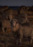 Image result for Scary Lamb