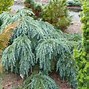 Image result for Different Species of Cedar Trees