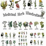 Image result for Herb Identification
