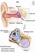 Image result for Body Parts Ears