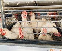 Image result for Poultry Farms Near Me