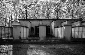 Image result for Buchenwald Tree