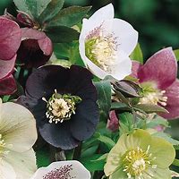 Image result for Mixed Hellebores