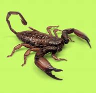 Image result for Flat Rock Scorpion Eyes