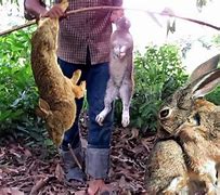 Image result for Leg Traps for Rabbits