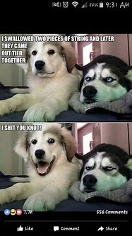 Image result for Two Dogs Pun Meme