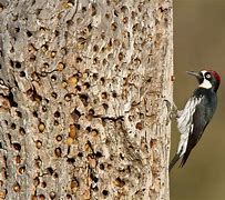 Image result for Acorn Woodpecker Food Web