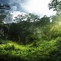 Image result for Jungle Trees