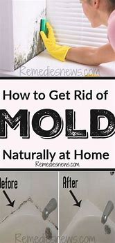 Image result for Mold Remedies