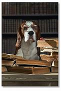 Image result for Dog Lawyers Treatos
