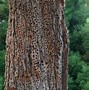 Image result for Acorn Woodpecker Boring into Houses