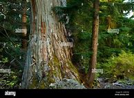Image result for Yellow Cedar Tree