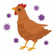 Image result for Bird Flu Clip Art