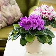 Image result for African Violet Plant Pots