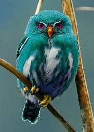 Image result for Cute Hoot Owls