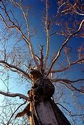 Image result for Gallows Tree