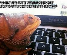 Image result for Funny Bearded Dragon